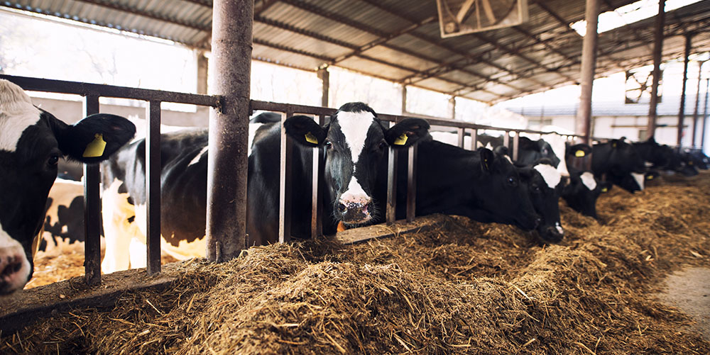 budownictwo mieszkaniowe